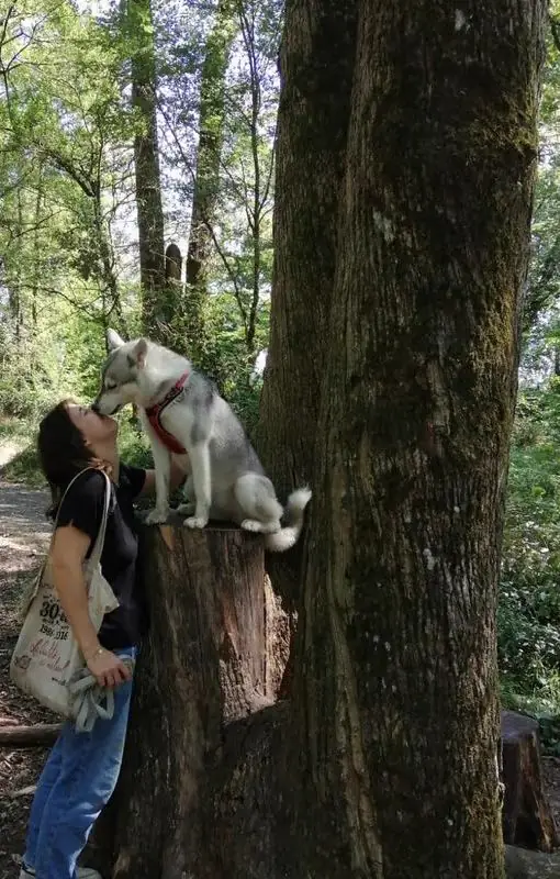 Juliette face à un husky perché sur une souche, en forêt