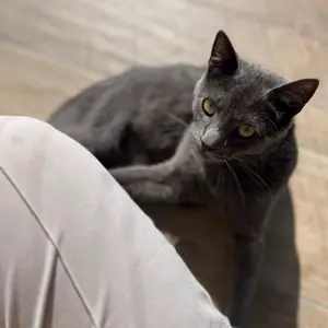 Pika, chat européen gris aux yeux dorés, couché au soleil