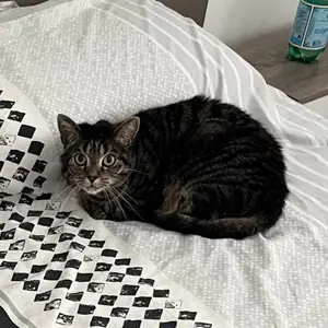 Praline, chat européen tigré, couchée sur un plaid blanc à motifs noirs