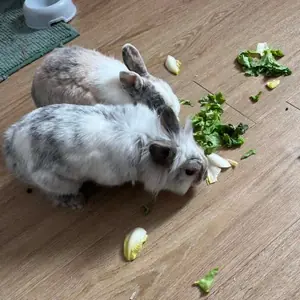 Mirza et Korail, deux lapins nains gris et blanc, mangeant de la salade sur le parquet