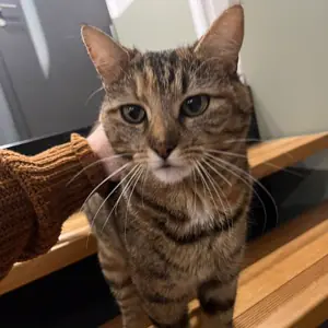 Unna, chat européen tigré, se faisant caresser sur des marches en bois