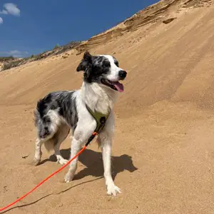 Uno, border collie noir et blanc, en laisse sur une dune de sable