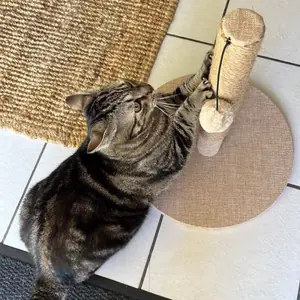 Mia, chat européen tigré, jouant avec la balle de son griffoir