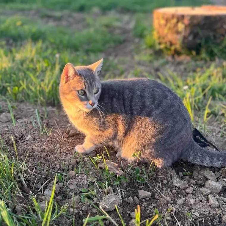 Chat roux et gris assis dans l'herbe, regardant sur le côté