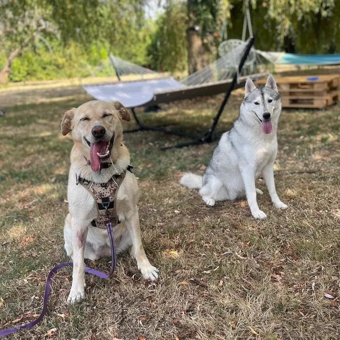 Deux chiens assis dans un jardin, dont un husky