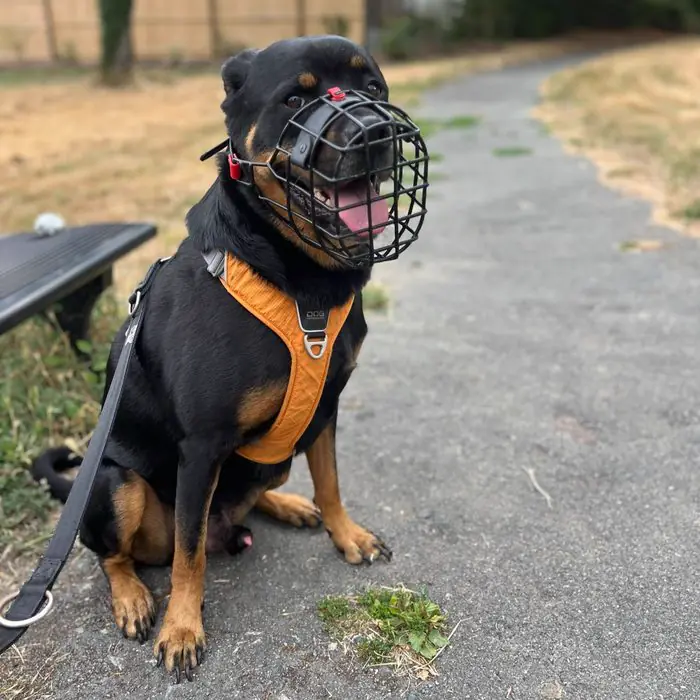 Rottweiler muselé et tenu en laisse lors d'une promenade