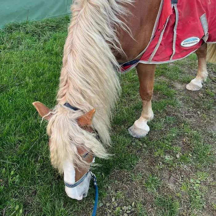 Poney alezan à crinière blonde, avec une couverture rouge, broutant au bout de sa longe