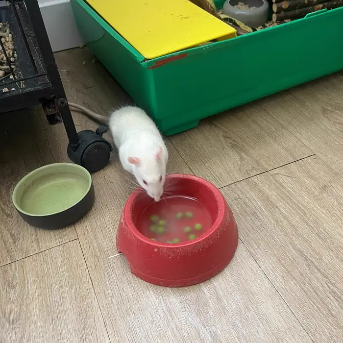 Rat blanc devant sa gamelle rouge