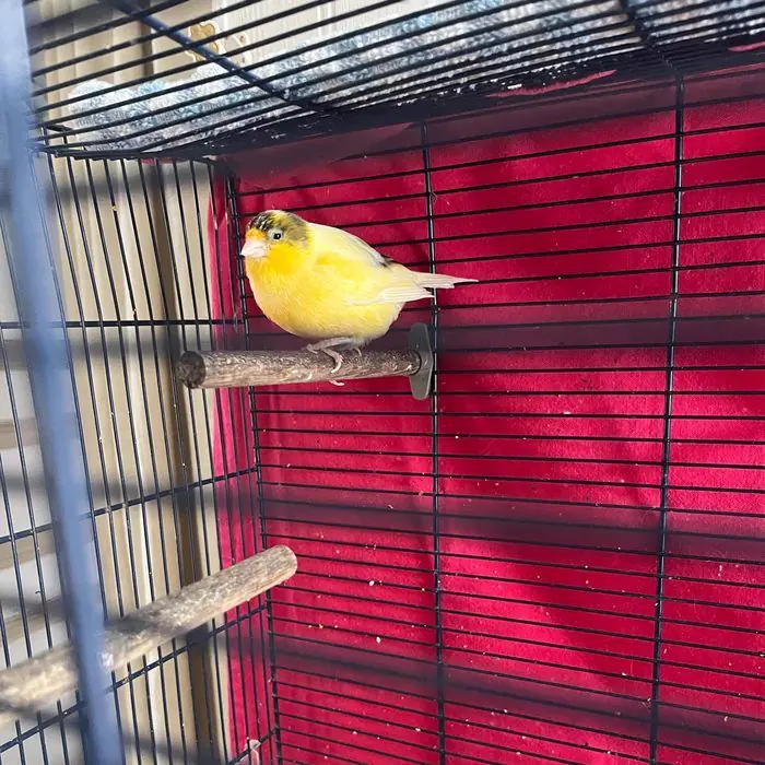 Canari jaune perché dans sa cage