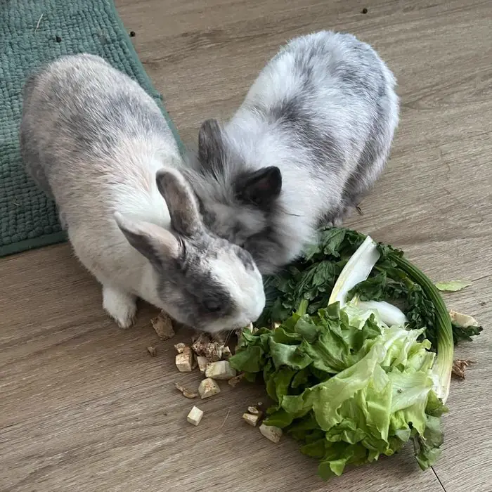 Deux lapins partageant des feuilles de salade