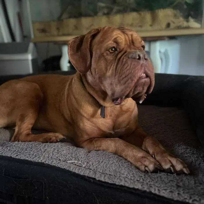Dogue de Bordeaux couché sur son coussin