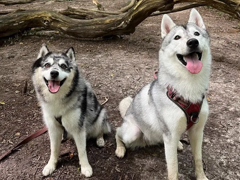 Deux huskies assis côte à côte sur un chemin en sous-bois, devant un tronc d'arbre tombé