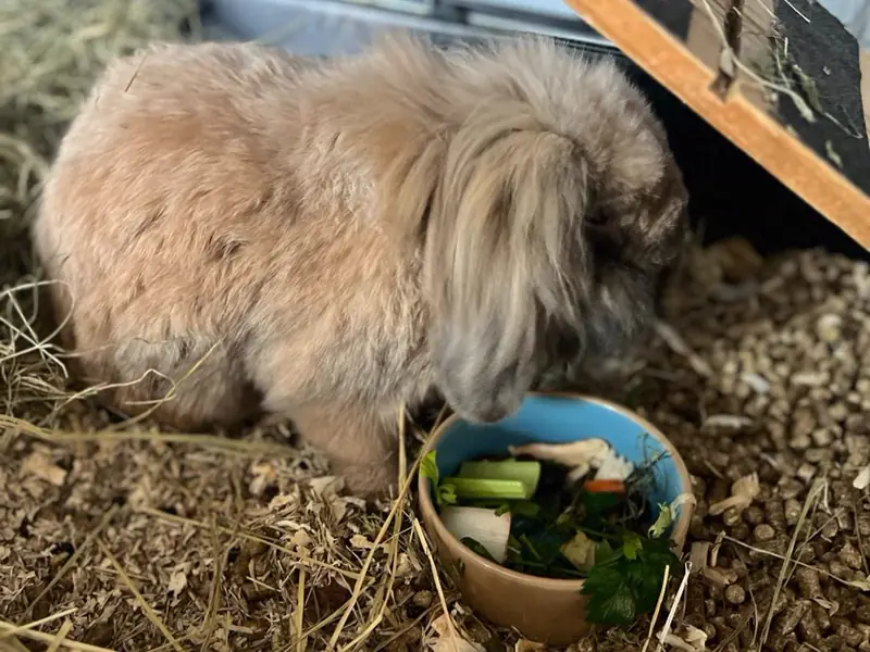 Lapin beige mangeant des légumes frais dans sa gamelle