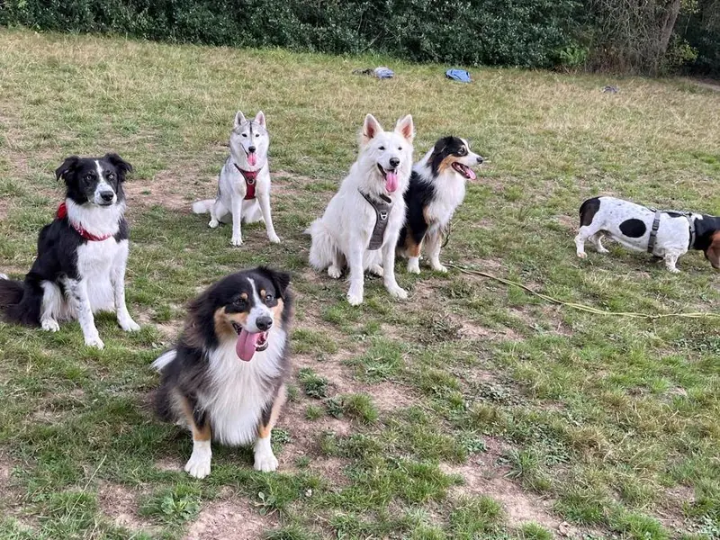 Groupe de six chiens assis ensemble dans un pré